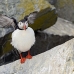 puffin_atlantic_msi_h_1239_can2546.jpg